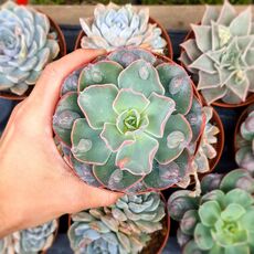 ECHEVERIA RAINDROPS, image , 2 image