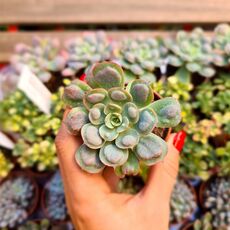 ECHEVERIA RAINDROPS, image 