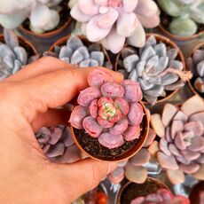 ECHEVERIA RAINDROPS, image _ab__is.image_number.default