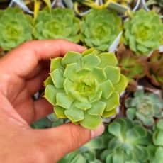 ECHEVERIA RAMILETTE, image , 6 image