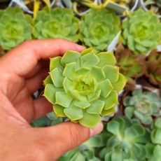 ECHEVERIA RAMILETTE, image _ab__is.image_number.default