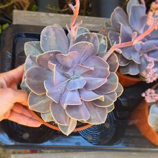 ECHEVERIA SERENA, image 