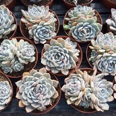 ECHEVERIA SNOW BUNNY, image _ab__is.image_number.default