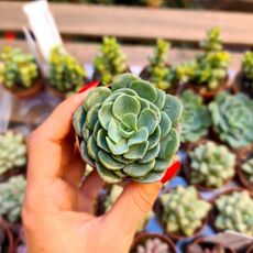 ECHEVERIA SWIRL, image 