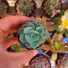 ECHEVERIA SWIRL, image , 2 image