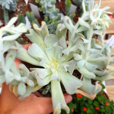 ECHEVERIA TOPSY TURVY, image 