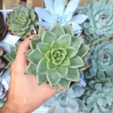 ECHEVERIA AGAVOIDES, image 