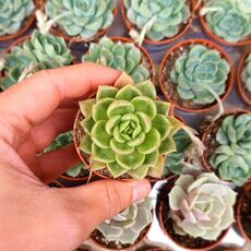 ECHEVERIA AGAVOIDES, image 