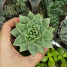 ECHEVERIA AGAVOIDES, image , 2 image