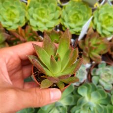 ECHEVERIA AGAVOIDES CHRISTMAS, image _ab__is.image_number.default