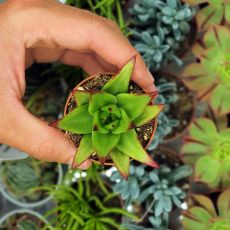 ECHEVERIA AGAVOIDES LIPSTICK, image _ab__is.image_number.default