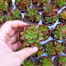 ECHEVERIA AGAVOIDES LIPSTICK, image 