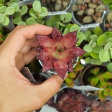 ECHEVERIA AGAVOIDES ROMEO RUBIN, image 