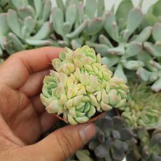 ECHEVERIA ALBICANS, image , 2 image