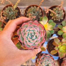 ECHEVERIA CHIHUAHUAENSIS, image 