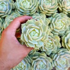 ECHEVERIA CLARA, image 