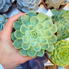 ECHEVERIA ELEGANS, image , 2 image