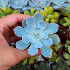 ECHEVERIA LINDSAYANA, image 