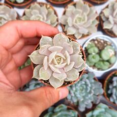 ECHEVERIA LOLA, image _ab__is.image_number.default