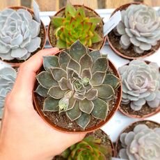 ECHEVERIA MENSA, image , 3 image