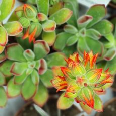 ECHEVERIA PULVINATA, image _ab__is.image_number.default