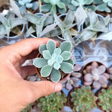 ECHEVERIA PULVINATA FROSTY, image , 2 image