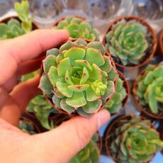 ECHEVERIA RAMILETTE, image , 5 image