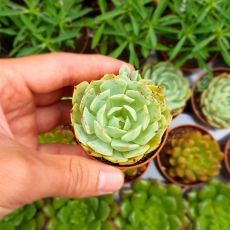 ECHEVERIA SECUNDA, image 