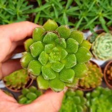 ECHEVERIA SETORUM VICTOR, image _ab__is.image_number.default