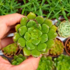 ECHEVERIA SETORUM VICTOR, image 