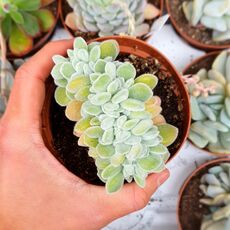 ECHEVERIA SETOSA CRISTATA, image 