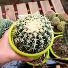 ECHINOCACTUS GRUSONII BREVISPINUS, image 