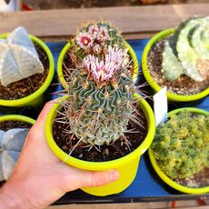 ECHINOFOSSULOCACTUS MULTICOSTATUS, image , 3 image