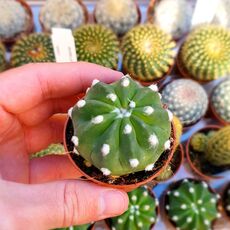 ECHINOPSIS DENUDATUM, image _ab__is.image_number.default