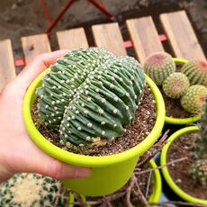 ECHINOPSIS EYRIESII CRISTATA, image 