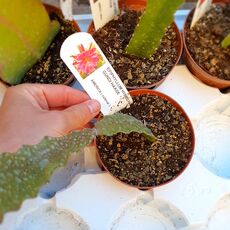 EPIPHYLLUM HYBRID FR. GUNDI HAAGE, image 