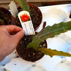 EPIPHYLLUM HYBRID EIN TOLLES DING, image 