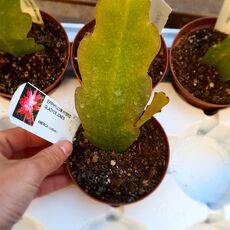 EPIPHYLLUM HYBRID GLADYCE JONES, image 