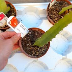 EPIPHYLLUM HYBRID GLORIOSUM, image _ab__is.image_number.default