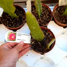 EPIPHYLLUM HYBRID HARRY PAETZ, image 