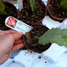 EPIPHYLLUM HYBRID MARISA PAETZ, image 