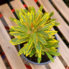 EUPHORBIA ASCOT RAINBOW, image 