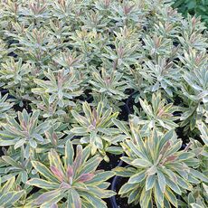 EUPHORBIA MARTINII ASCOT RAINBOW, image _ab__is.image_number.default