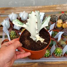 EUPHORBIA LACTEA WHITE GHOST, image 