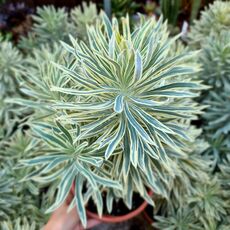 EUPHORBIA CHARACIAS TASMANIAN TIGER, image 