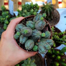 EUPHORBIA DAISYMONTANA OBESA X TUBIGLANS, image 