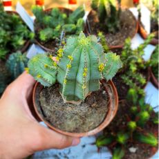 EUPHORBIA FRUTICOSA INERMIS, image 