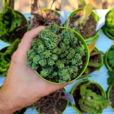 EUPHORBIA HORRIDA CRISTATA, image 