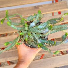 EUPHORBIA STELLATA, image _ab__is.image_number.default