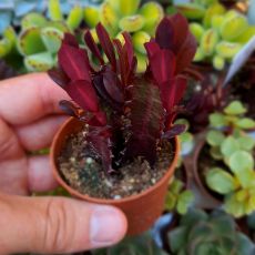 EUPHORBIA TRIGONA RUBRA, image 